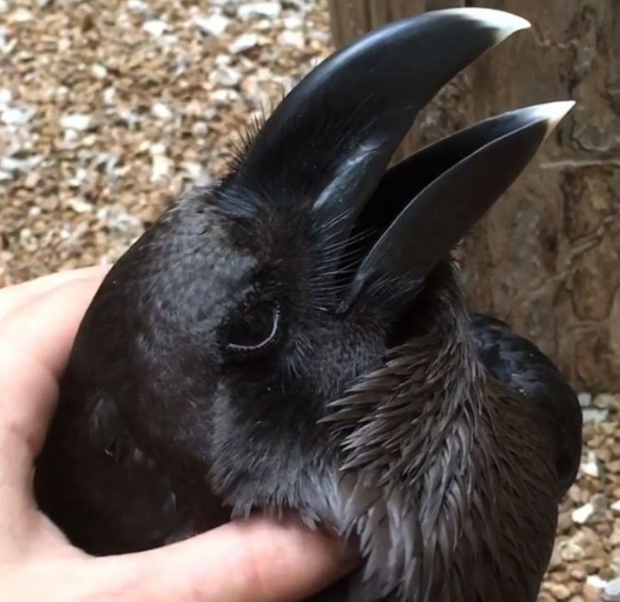 An image of a black bird or black rabbit illusion