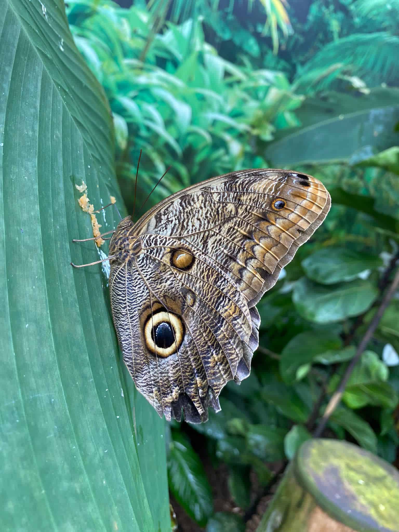A brown butterfly on a green leaf