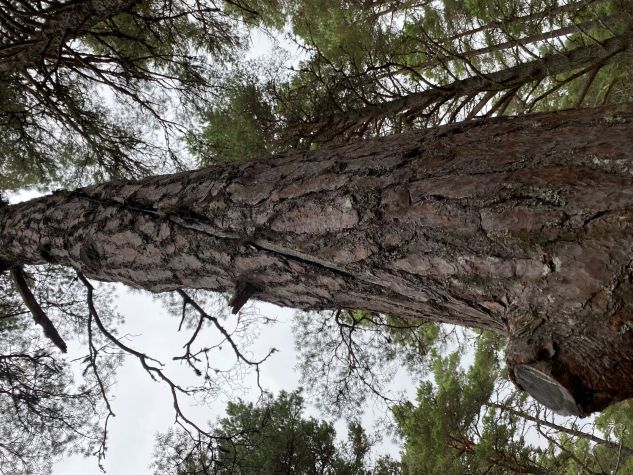 A tree with a lightening strike mark at Landmark Forest Adventure Park, Carrbridge