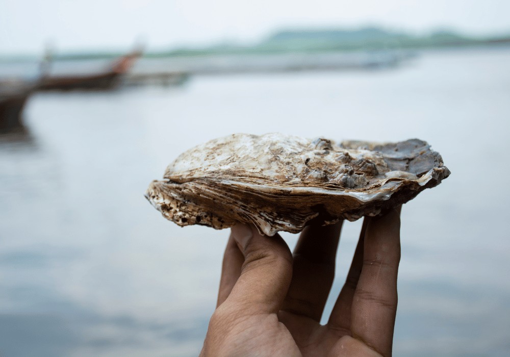 A hand holding an oyster