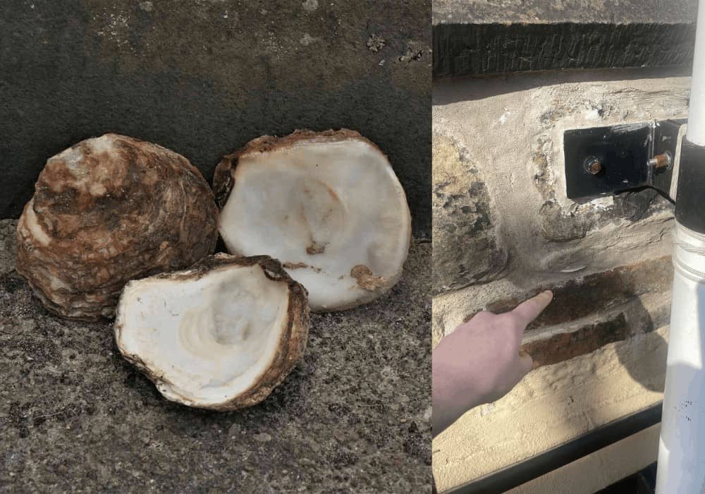 Oyster shells found in the walls of the rooftop at Camera Obscura Edinburgh